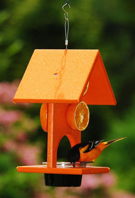 orioles bird feeders homemade ideas